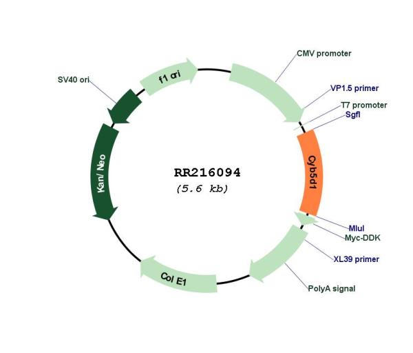 Circular map for RR216094