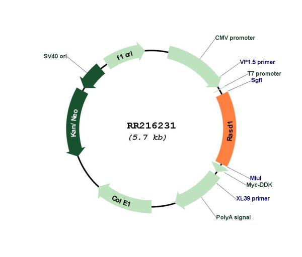 Circular map for RR216231