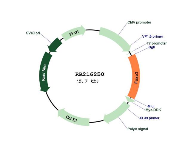 Circular map for RR216250