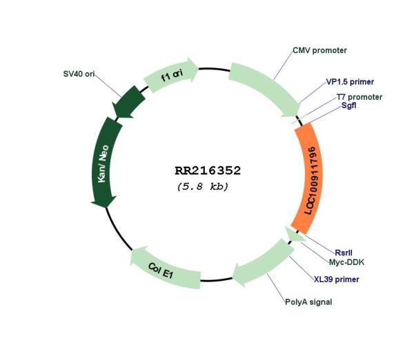 Circular map for RR216352