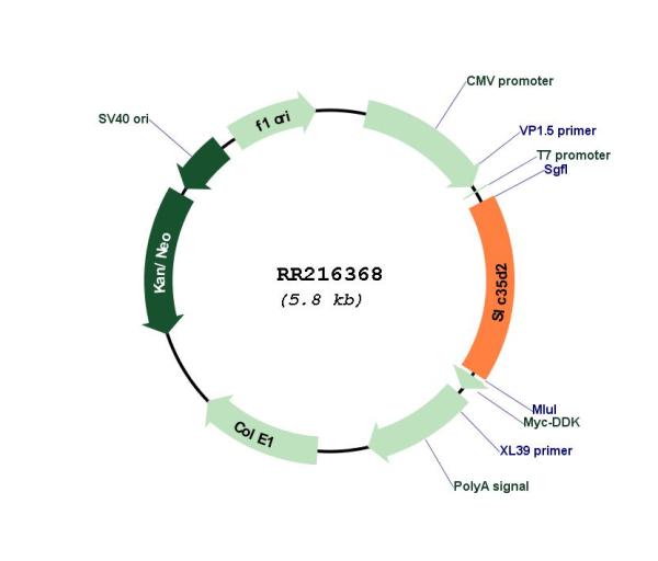 Circular map for RR216368