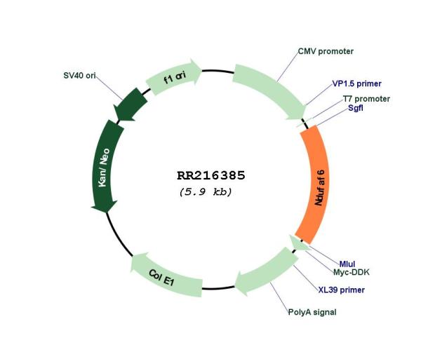 Circular map for RR216385