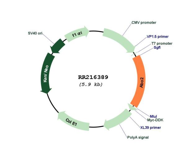 Circular map for RR216389