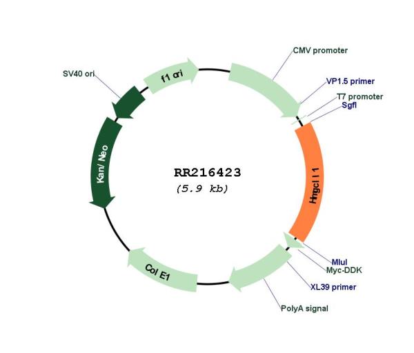 Circular map for RR216423