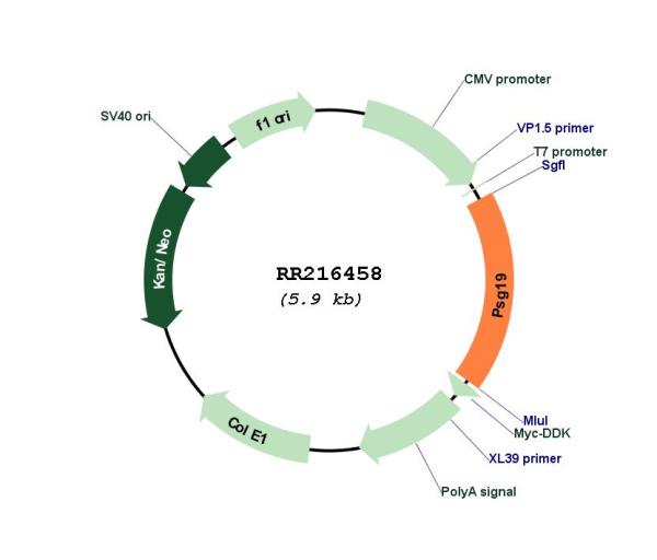 Circular map for RR216458