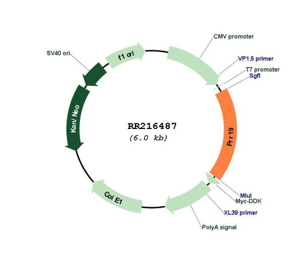 Circular map for RR216487