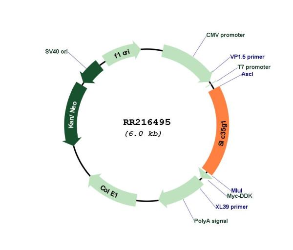 Circular map for RR216495