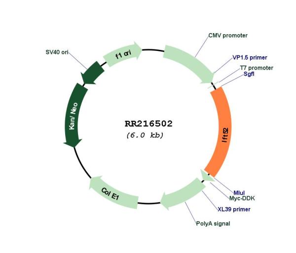 Circular map for RR216502