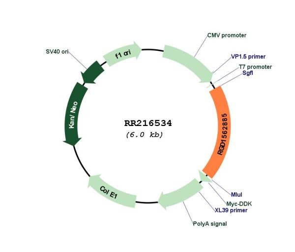 Circular map for RR216534