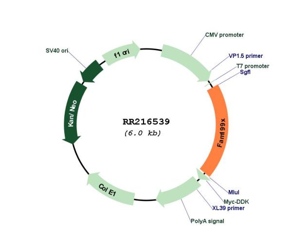 Circular map for RR216539