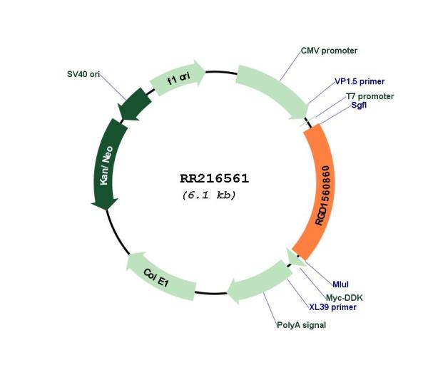 Circular map for RR216561