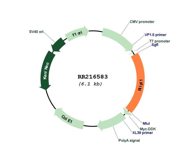 Circular map for RR216583