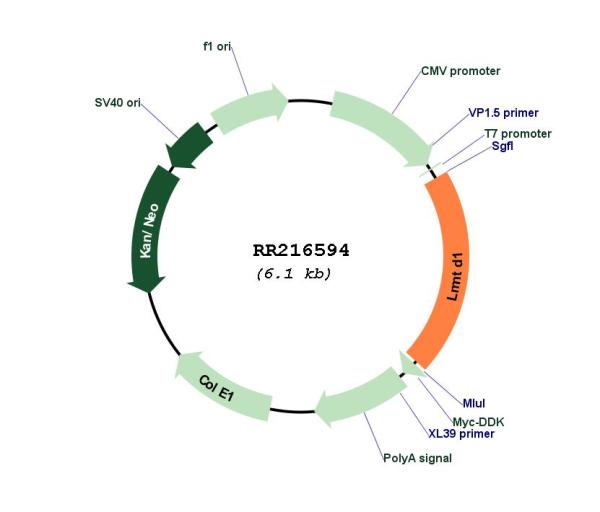 Circular map for RR216594