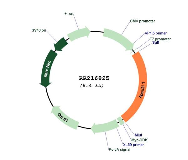 Circular map for RR216825