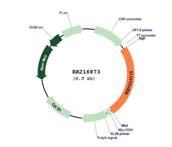 Circular map for RR216873