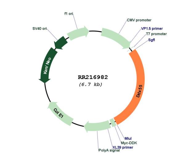 Circular map for RR216982