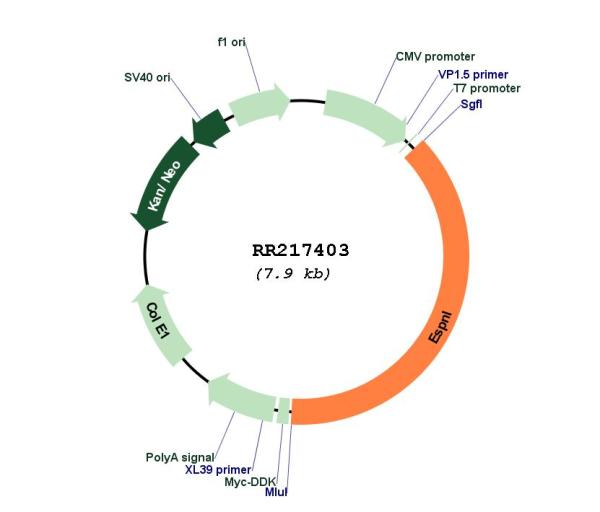 Circular map for RR217403