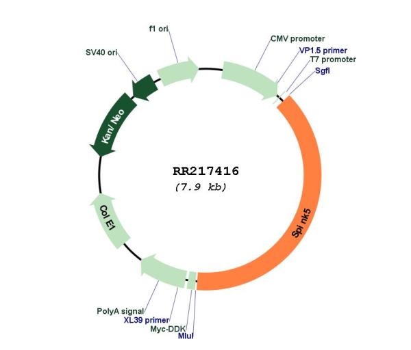 Circular map for RR217416