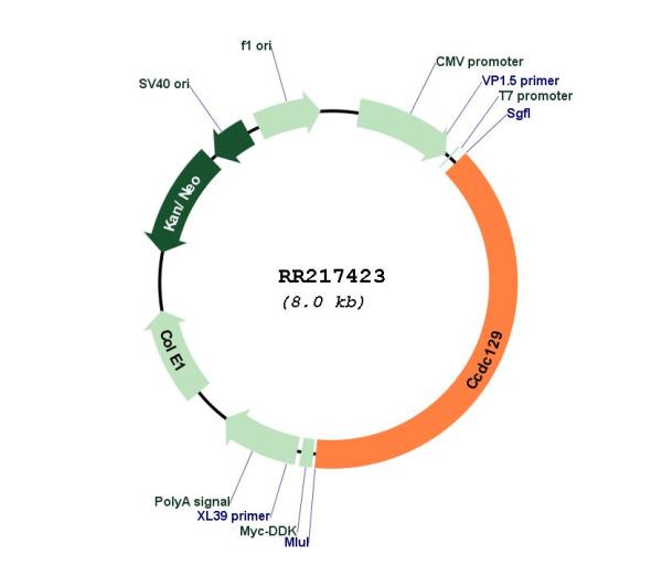 Circular map for RR217423
