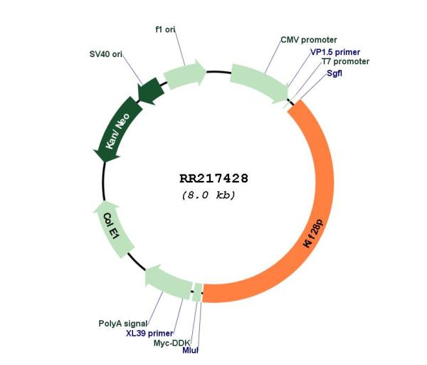 Circular map for RR217428