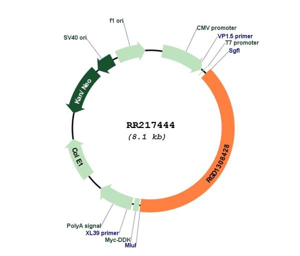 Circular map for RR217444
