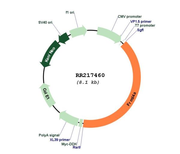 Circular map for RR217460
