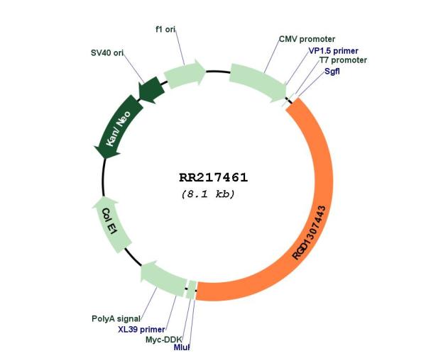 Circular map for RR217461