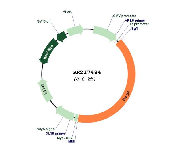 Circular map for RR217484