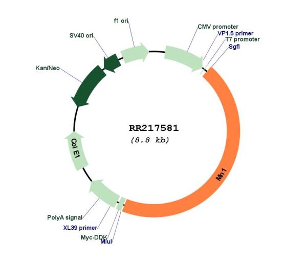 Circular map for RR217581