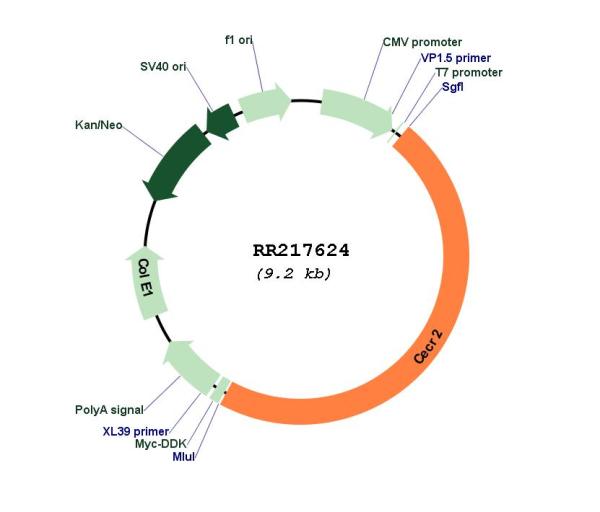 Circular map for RR217624