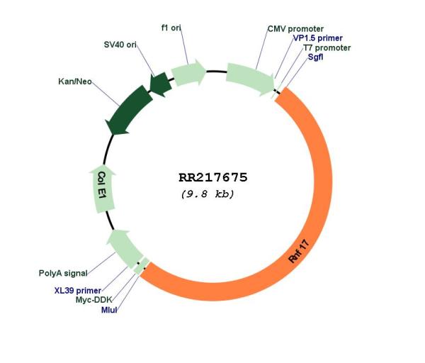 Circular map for RR217675
