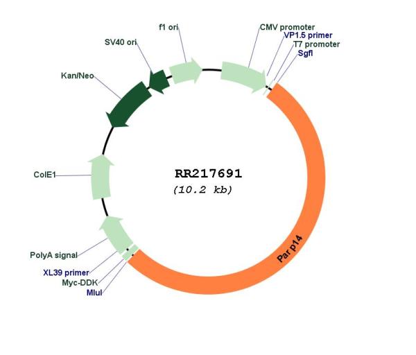 Circular map for RR217691