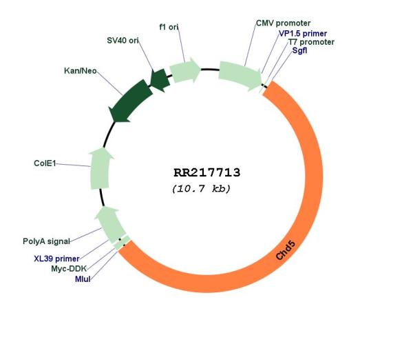 Circular map for RR217713