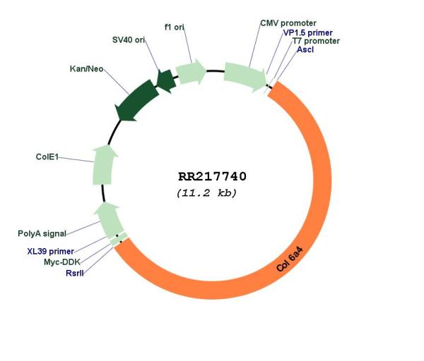 Circular map for RR217740