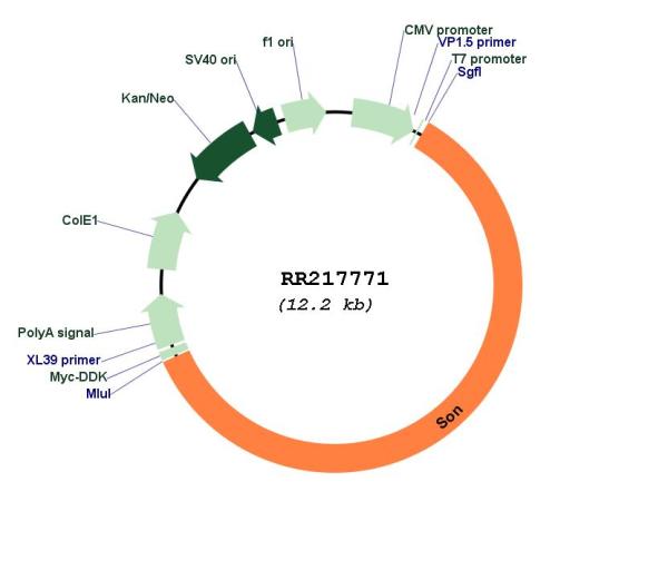 Circular map for RR217771