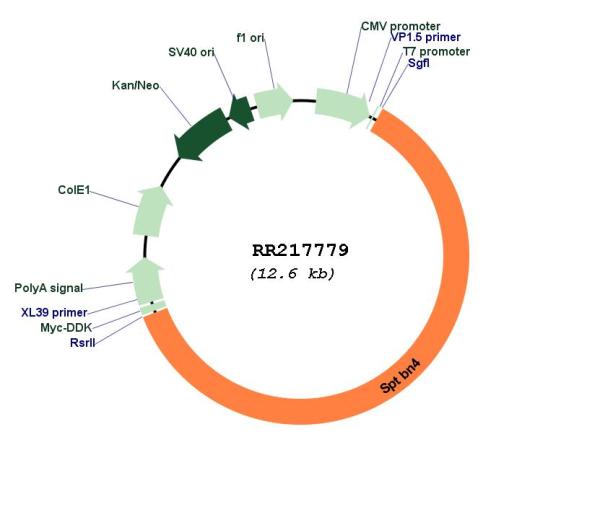 Circular map for RR217779
