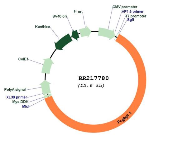 Circular map for RR217780