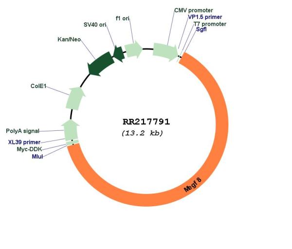 Circular map for RR217791