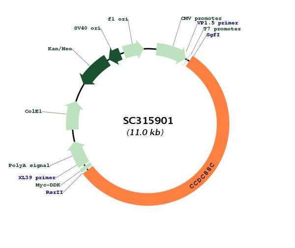 Circular map for SC315901