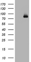TA801481BM