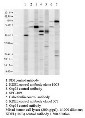 Western blot analysis using anti-KDEL. Lane 4 shows use of TA309410.