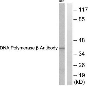 Western blot analysis of extracts from NIH/3T3 cells, using DNA Polymerase ÃŸ antibody (#TA311651).The lane on the right is treated with the synthesized peptide.