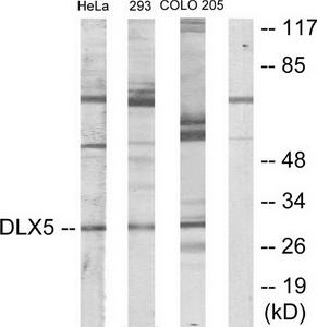 Western blot analysis of extracts from HeLa cells, 293 cells and COLO205 cells, using DLX5 antibody.The lane on the right is treated with the synthesized peptide.