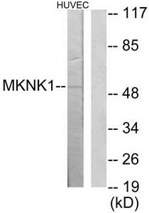 Western blot analysis of extracts from HuvEc cells, using MKNK1 antibody.The lane on the right is treated with the synthesized peptide.