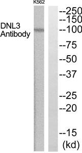 Western blot analysis of extracts from K562 cells, using DNL3 Antibody.The lane on the right is treated with the synthesized peptide.