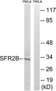 Western blot analysis of extracts from HeLa cells, using SFRS2B antibody.The lane on the right is treated with the synthesized peptide.