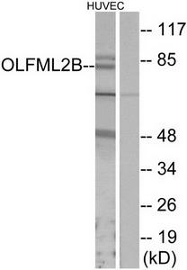 Western blot analysis of extracts from HUVEC cells, using OLFML2B antibody.The lane on the right is treated with the synthesized peptide.