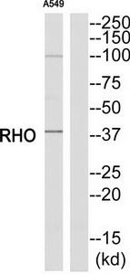 Western blot analysis of extracts from A549 cells, using RHO antibody.The lane on the right is treated with the synthesized peptide.