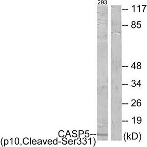 Western blot analysis of extracts from 293 cells, treated with etoposide (25uM, 1hour), using CASP5 (p10, Cleaved-Ser331) antibody.The lane on the right is treated with the synthesized peptide.