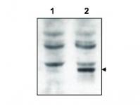 Western blot using affinity purified anti-Tamalin to detect over-expressed Tamalin in HEK293 cells (lane 2, arrowhead). Lane 1 shows the non-transfected control. Cell extracts were electrophoresed and transferred to nitrocellulose. The membrane was probed with the primary antibody at a 1:2,000 dilution. Personal Communication, V. Coppola, CCR-NCI, Frederick, MD.